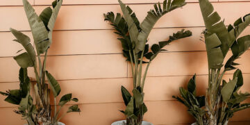 Unlocking Secrets of Soil Health: Essential Tips for Gardeners