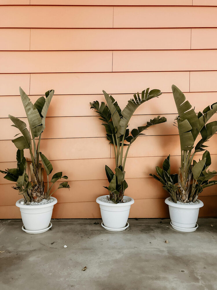 Unlocking Secrets of Soil Health: Essential Tips for Gardeners