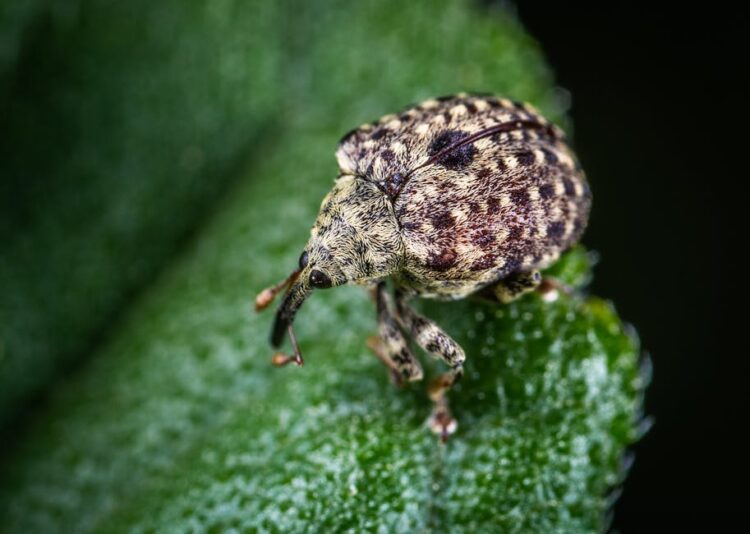 The Beginner’s Guide to Garden Infestation Solutions: Essential Tips for Every Homeowner