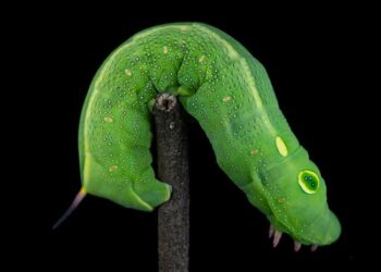 Discover Green Solutions: Eco-Friendly Garden Pest Control Options for a Healthier Yard