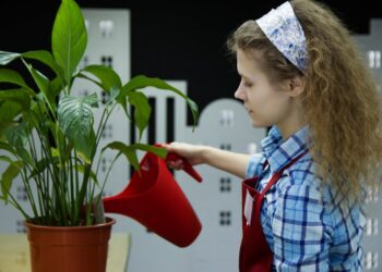 Top Tips for Indoor Plant Maintenance: Enhance Your Home’s Air Quality