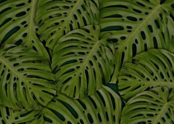 Spring Awakening: Revitalize Your Garden with Top Seasonal Plant Care Tips