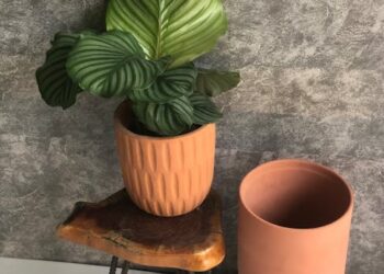 The Secrets to Mastering Indoor Plant Care: A Beginner's Guide