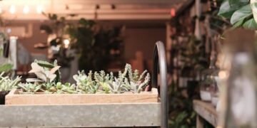 Unlocking the Secrets of Indoor Plant Growth: A Beginner's Guide