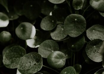 Maximizing Your Garden's Potential with Plant Growth Support Systems