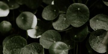 Maximizing Your Garden's Potential with Plant Growth Support Systems