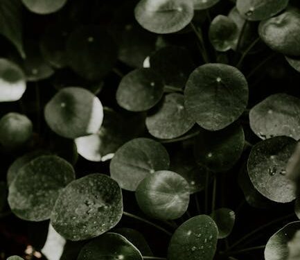 Maximizing Your Garden's Potential with Plant Growth Support Systems