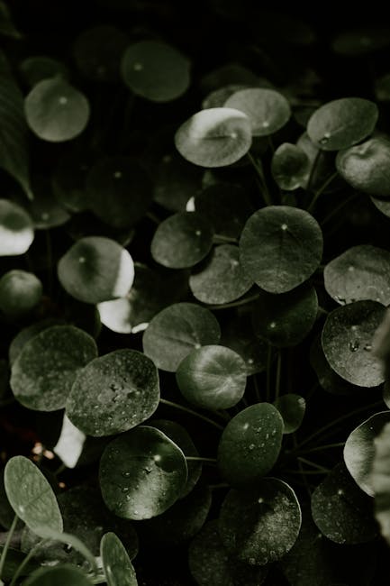 Maximizing Your Garden's Potential with Plant Growth Support Systems