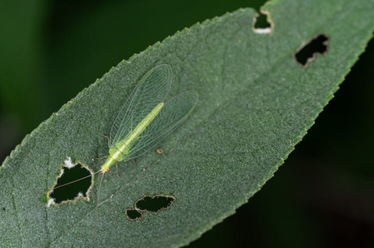 How to Identify Garden Plant Diseases Early: Signs and Solutions