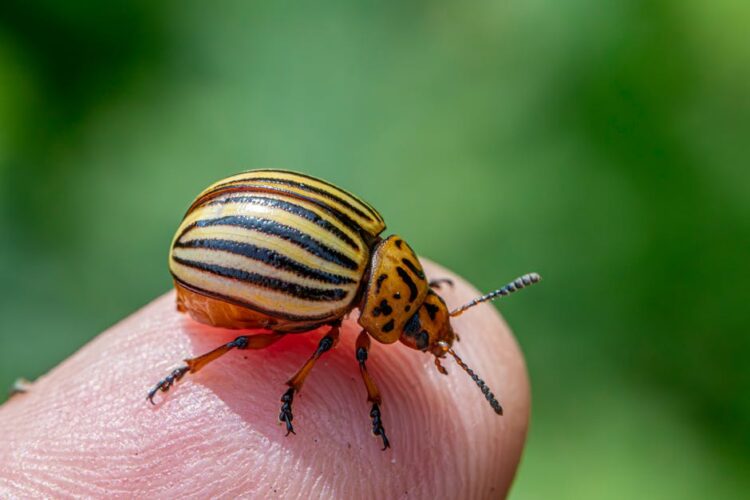 Unlocking Easy Garden Pest Prevention Strategies: A Simple Guide