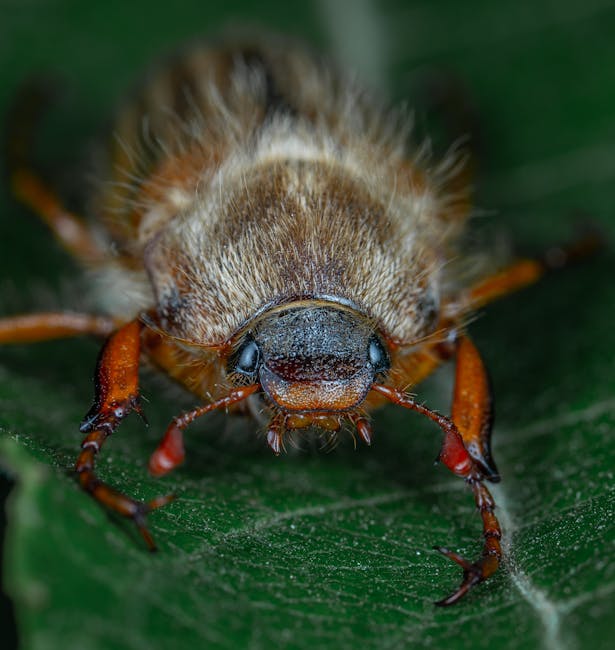 Seasonal Garden Pest Management Tips: Your Ultimate Guide for a Healthy Backyard