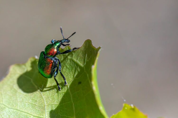 Unlock the Secrets of Organic Garden Pest Control: Safe and Natural Methods