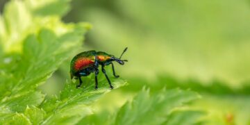 Unlock the Secrets of Effective Garden Pest Control Methods