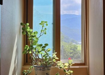 Maximizing Growth: Smart Tips for Plant Fertilization