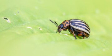 Organic Methods for Preventing Weeds and Pests in Vegetable Gardens: A Natural Approach