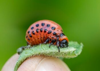 Top Strategies for Effective Garden Pest Management