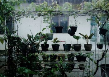 Transform Your Home: Step-by-Step Guide to Creating an Indoor Garden Setup