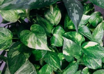 Ultimate Guide to Houseplant Care: Thrive in Any Space