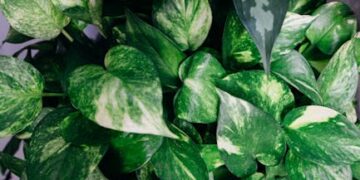 Ultimate Guide to Houseplant Care: Thrive in Any Space