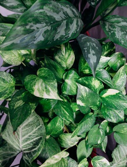 Ultimate Guide to Houseplant Care: Thrive in Any Space