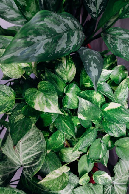Ultimate Guide to Houseplant Care: Thrive in Any Space