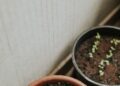Unlocking the Secrets of Climate-Resilient Gardening: Tips for a Greener Future