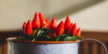 Fall Focus: Preparing Your Plants with Expert Seasonal Care Advice