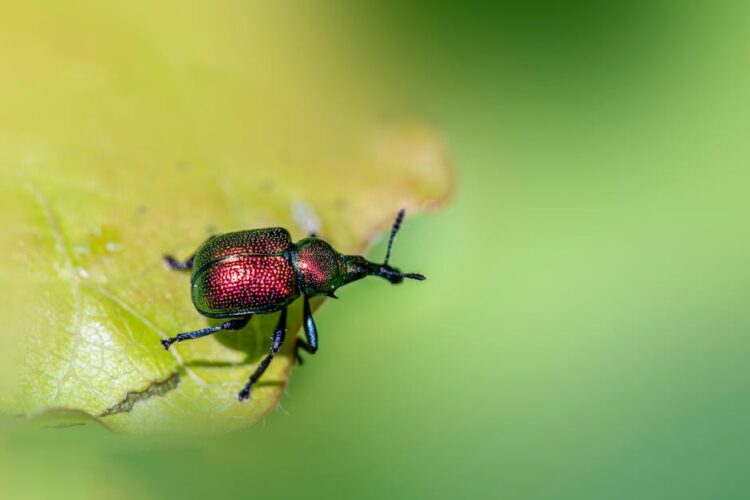 Unlocking Affordable Natural Garden Pest Control Solutions: A Guide for Every Gardener