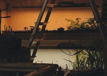 Discover the Joy of Urban Planting: Top Indoor Gardening Techniques