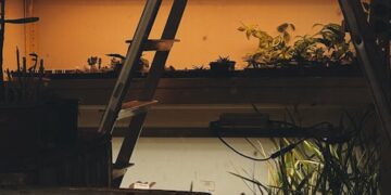 Discover the Joy of Urban Planting: Top Indoor Gardening Techniques