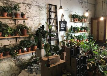 Transform Your Small Room into a Green Haven with Space-Saving Indoor Gardening