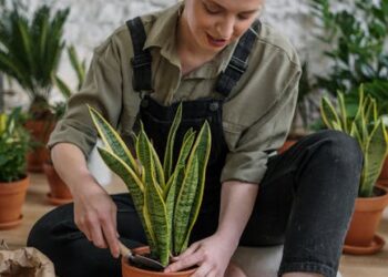 Transform Your Home Office with These Easy-Care Houseplants