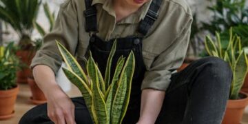 Transform Your Home Office with These Easy-Care Houseplants