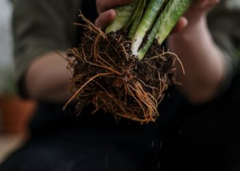 Discover the Best Plant Light for Indoors: A Guide to Greener Homes