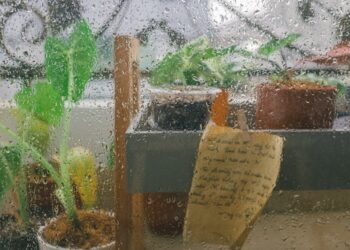 The Ultimate Guide to Choosing the Right Indoor Plant Pots for Every Room