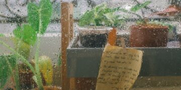 The Ultimate Guide to Choosing the Right Indoor Plant Pots for Every Room