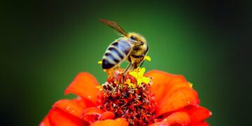 Unlock a Healthier Garden: Exploring Top-Rated Organic Garden Pest Sprays