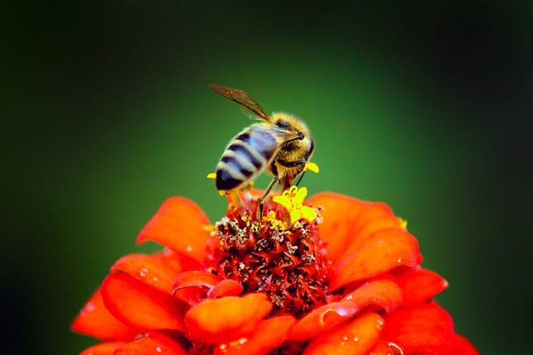 Unlock a Healthier Garden: Exploring Top-Rated Organic Garden Pest Sprays